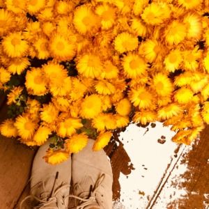 Meet your Posher, Josephine